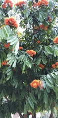 Saraca