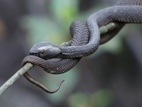 Mangrove Viper
