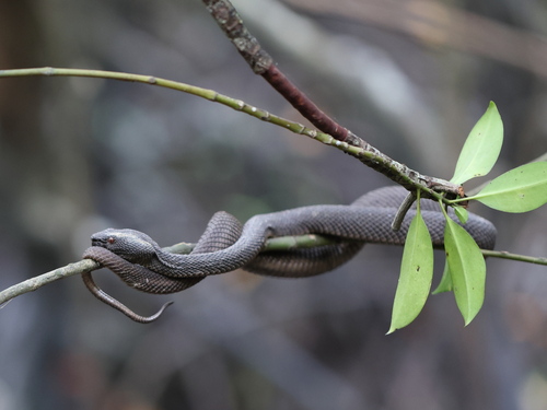 Mangrove Viper