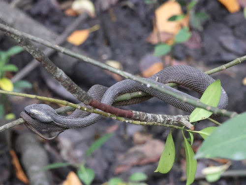 Mangrove Viper