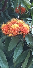 Saraca