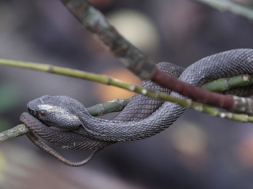 Mangrove Viper
