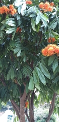 Saraca