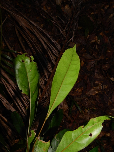 Elaeocarpus eumundi, photograph 4