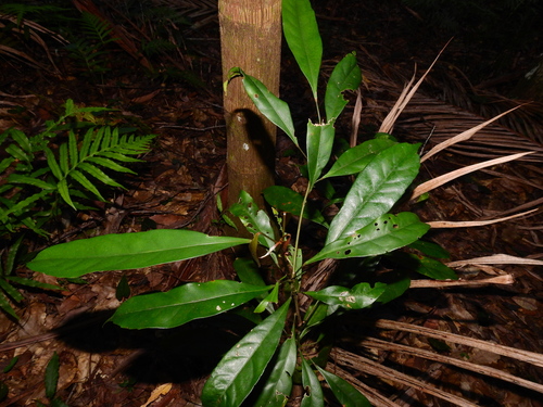 Smooth-leaved Quandong (Elaeocarpus eumundi)