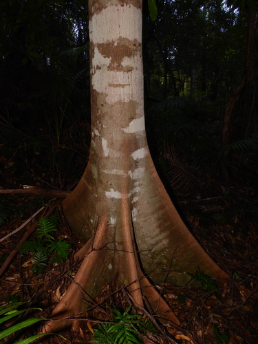 Yellow Carabeen (Sloanea woollsii)