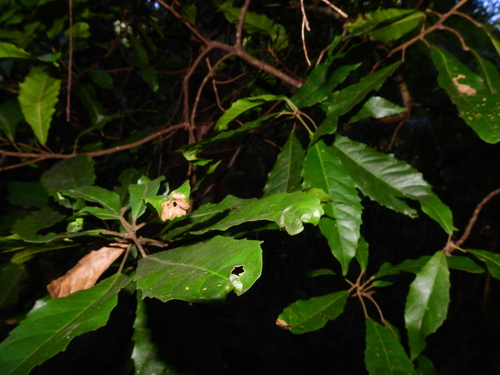 Sloanea woollsii, photograph 6