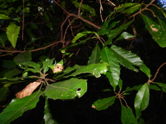 Sloanea woollsii, photograph (c) Samuel Frankel, some rights reserved (CC BY)
