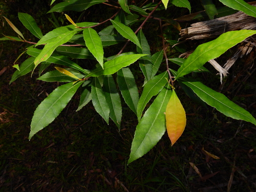 Blueberry ash (Elaeocarpus reticulatus)