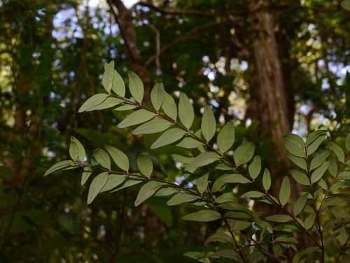 Midgen Berry (Austromyrtus dulcis)