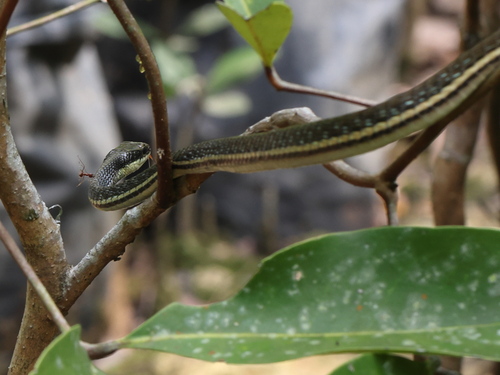 Painted Bronzeback