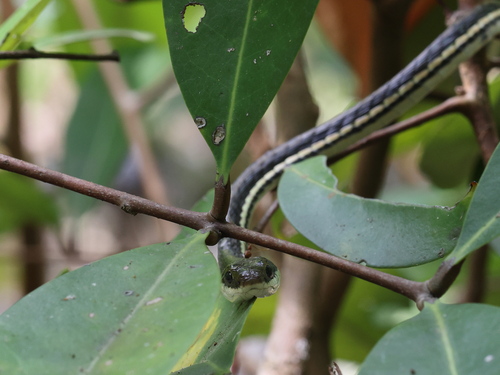 Painted Bronzeback