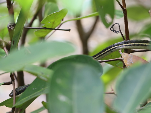 Painted Bronzeback