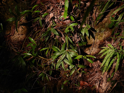 Foto de Dendrobium kingianum