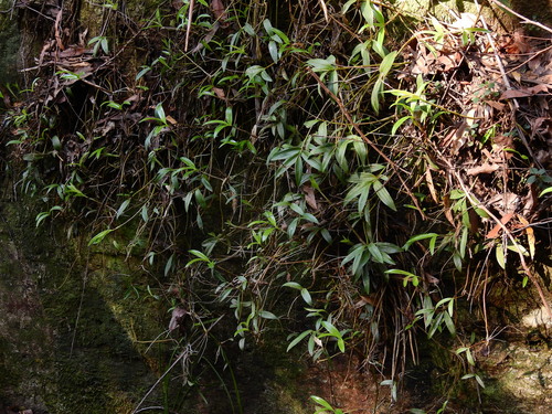 Pink Rock Orchid (Dendrobium kingianum)