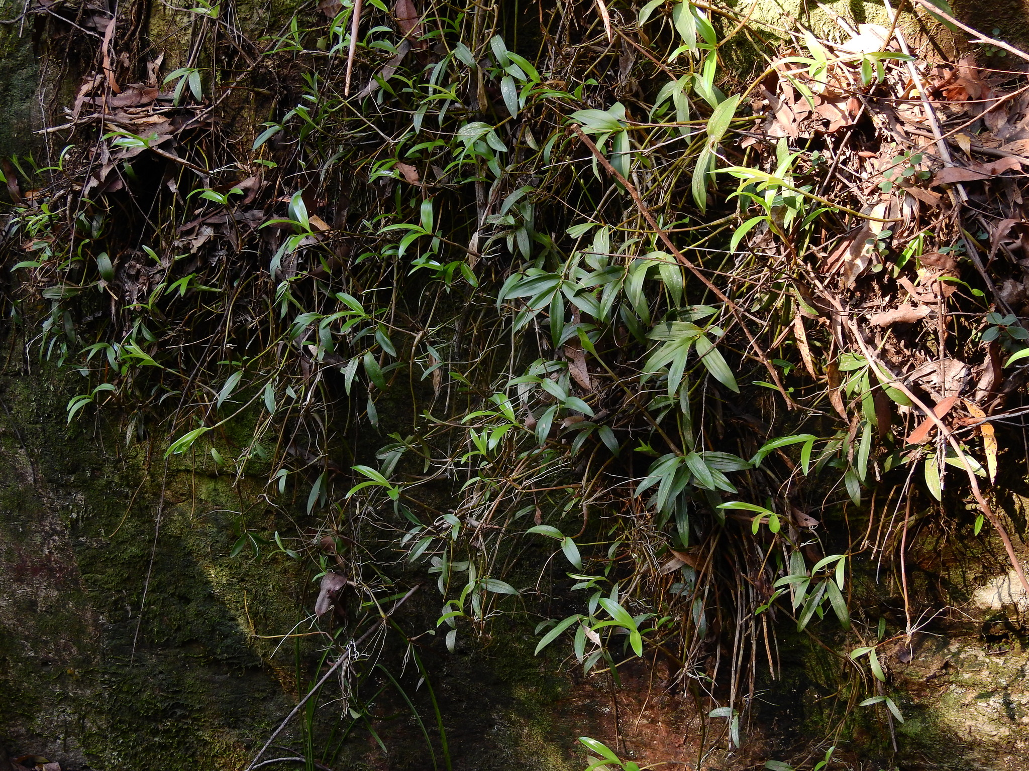 Pink Rock Orchid (Dendrobium kingianum)