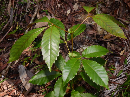 Red Carabeen (Karrabina benthamiana)