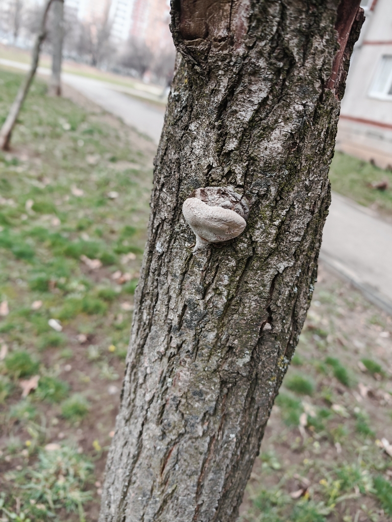 Phellinus pomaceus · March 2026 · photo: © p_andrey (iNaturalist, cc-by-nc)
