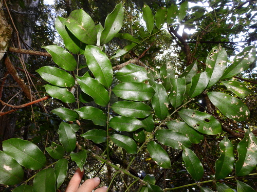 Native Wisteria (Austrocallerya megasperma)
