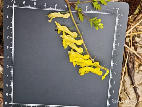Corydalis pallida, photograph 2