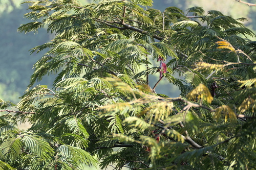 Albizia chinensis