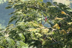 Albizia chinensis