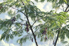 Albizia chinensis, photograph (c) Dinesh Valke, some rights reserved (CC BY-SA)