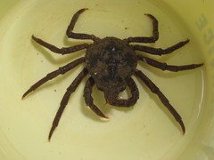 Hyas araneus