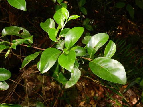 Golden Ash (Hodgkinsonia ovatiflora)
