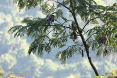 Albizia chinensis, photograph (c) Dinesh Valke, some rights reserved (CC BY-SA)
