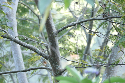 Albizia chinensis, photograph 3