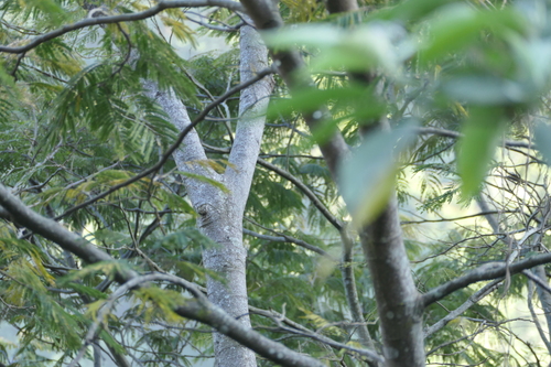 Albizia chinensis, photograph 4