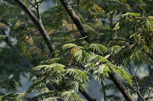 Albizia chinensis, photograph 5
