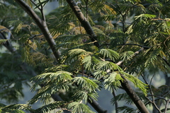 Albizia chinensis, photograph (c) Dinesh Valke, some rights reserved (CC BY-SA)