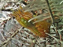 Synalpheus stimpsonii