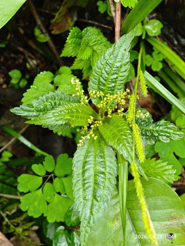 Mercurialis leiocarpa, photograph 4