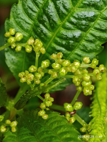 Mercurialis leiocarpa, photograph 5