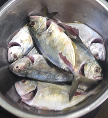 Caranx sexfasciatus