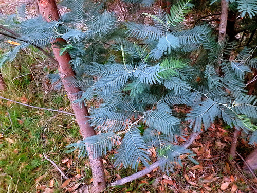 Acacia dealbata, photographed by an iNaturalist contributor