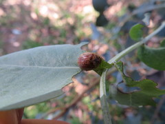 Paropsisterna m-fuscum