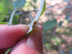 Paropsisterna m-fuscum