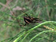 Neoscona theisi