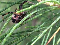 Neoscona theisi