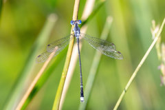 Lestes tridens