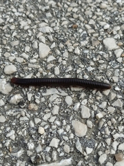 Pachyiulus apfelbecki