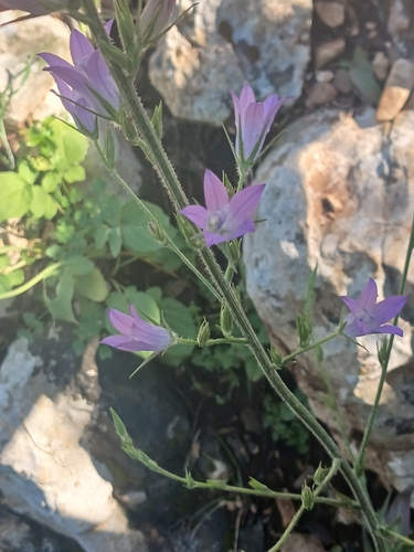 Rampion (Campanula rapunculus)