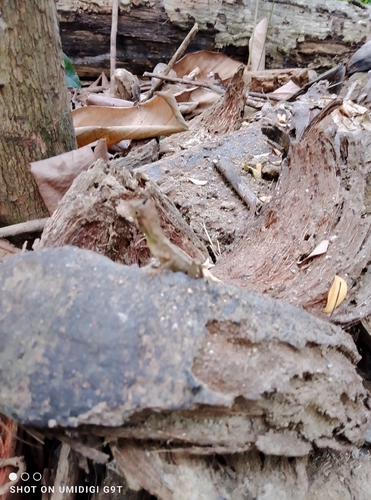 Black-spotted Kangaroo Lizard