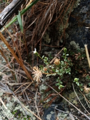 Vittadinia australis