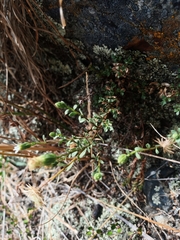 Vittadinia australis