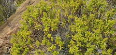 Veronica subfulvida